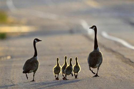 【干貨滿滿】為什么要買學區(qū)房，看完你就懂了